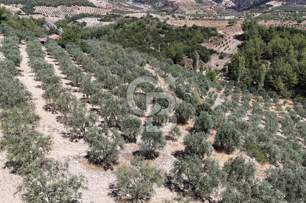 Manisa, Akhisar, Seğirdim Mah., 23.541 m2 Satılık Tarla