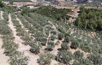 Manisa, Akhisar, Seğirdim Mah., 23.541 m2 Satılık Tarla
