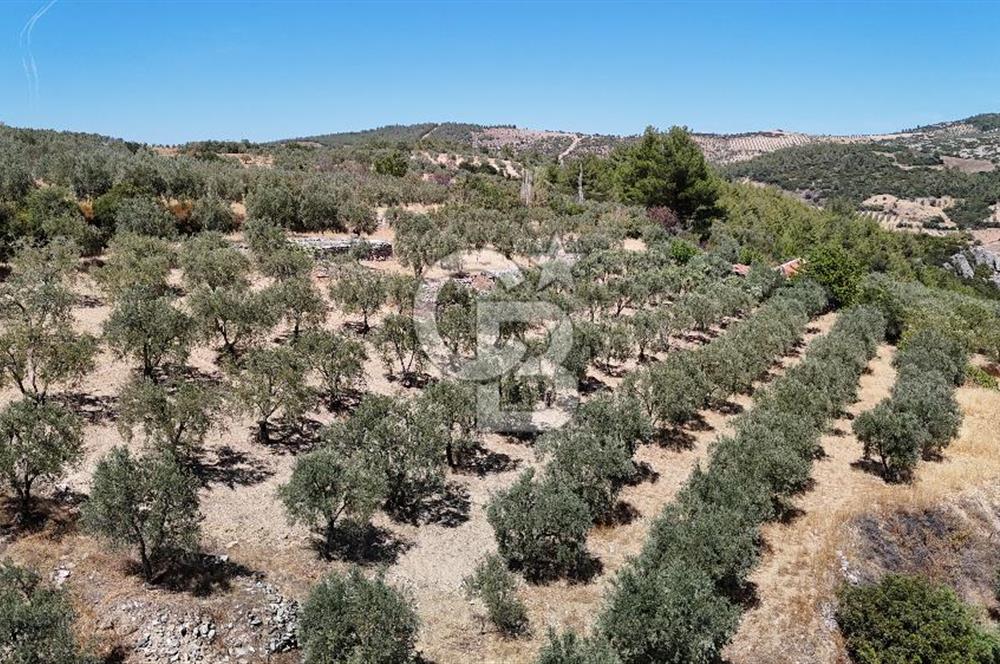 Manisa, Akhisar, Seğirdim Mah., 23.541 m2 Satılık Tarla