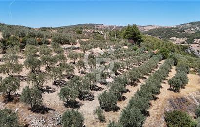 Manisa, Akhisar, Seğirdim Mah., 23.541 m2 Satılık Tarla