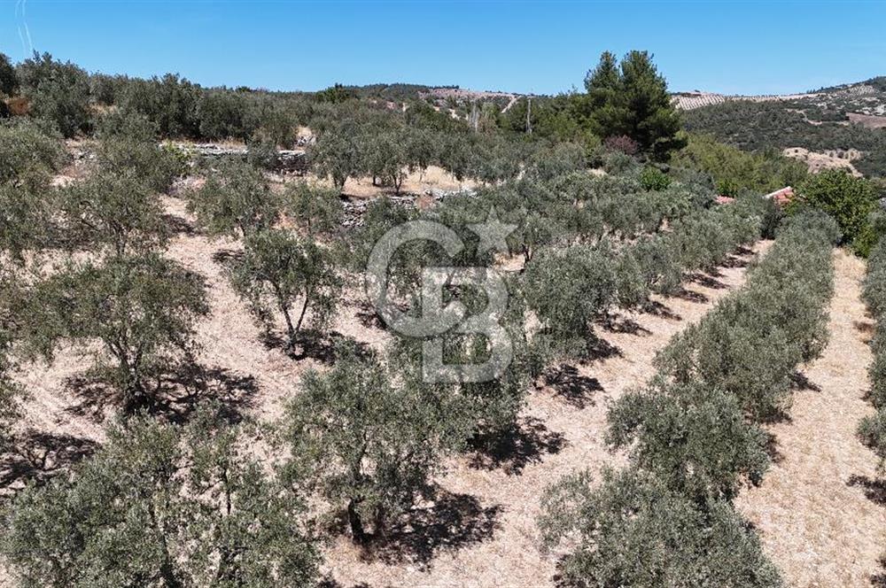 Manisa, Akhisar, Seğirdim Mah., 23.541 m2 Satılık Tarla