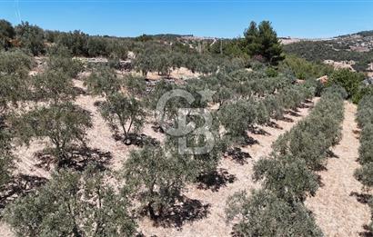 Manisa, Akhisar, Seğirdim Mah., 23.541 m2 Satılık Tarla