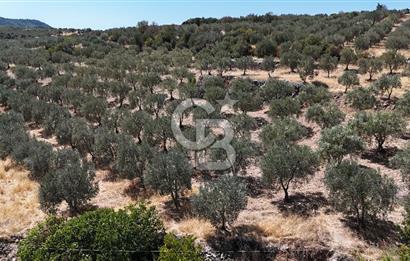 Manisa, Akhisar, Seğirdim Mah., 23.541 m2 Satılık Tarla