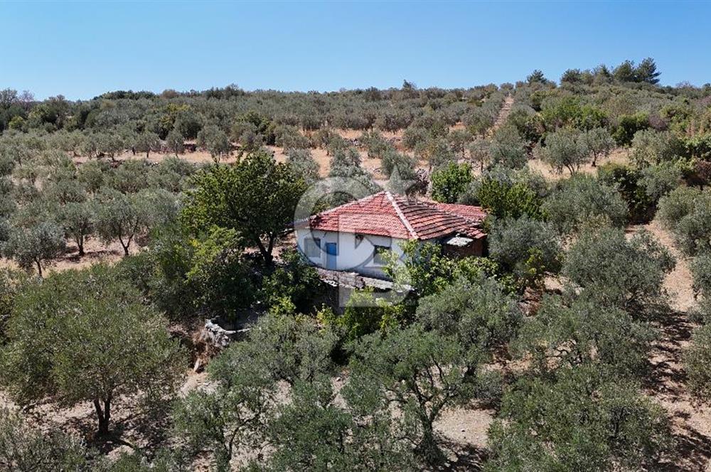 Manisa, Akhisar, Seğirdim Mah., 23.541 m2 Satılık Tarla