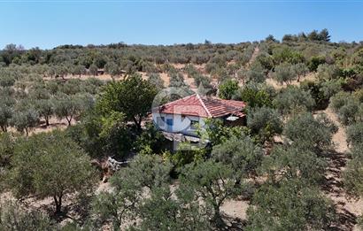 Manisa, Akhisar, Seğirdim Mah., 23.541 m2 Satılık Tarla