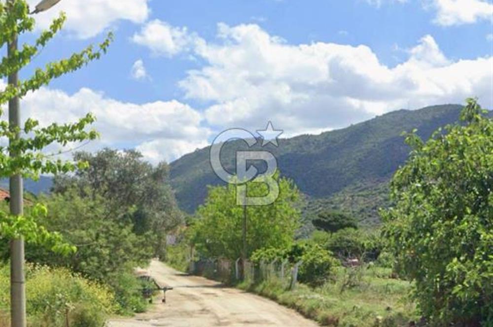 AYDIN SÖKE KAYGilli'DE 39.130.29 M2 VERİMLİ ZEYTİNLİK