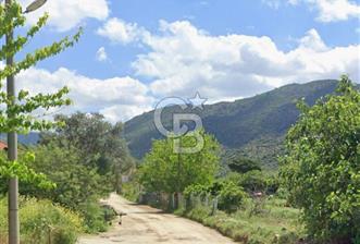 AYDIN SÖKE KAYGilli'DE 39.130.29 M2 VERİMLİ ZEYTİNLİK
