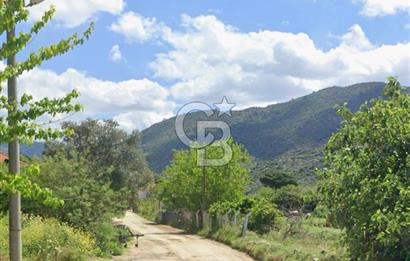 AYDIN SÖKE KAYGilli'DE 39.130.29 M2 VERİMLİ ZEYTİNLİK