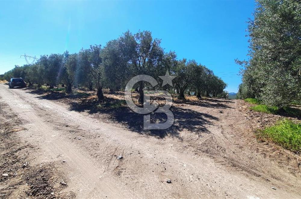 MANİSA AKHİSAR GÖKÇEAHMET'te 350+ ZEYTİN AĞAÇLI SATILIK TARLA