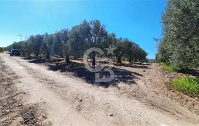 MANİSA AKHİSAR GÖKÇEAHMET'te 350+ ZEYTİN AĞAÇLI SATILIK TARLA