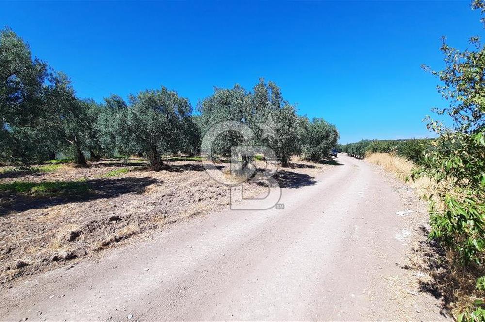 MANİSA AKHİSAR GÖKÇEAHMET'te 350+ ZEYTİN AĞAÇLI SATILIK TARLA