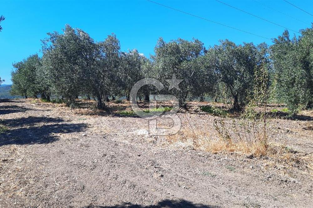 MANİSA AKHİSAR GÖKÇEAHMET'te 350+ ZEYTİN AĞAÇLI SATILIK TARLA