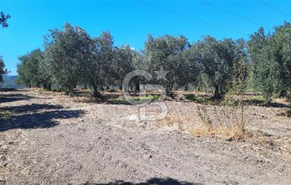 MANİSA AKHİSAR GÖKÇEAHMET'te 350+ ZEYTİN AĞAÇLI SATILIK TARLA
