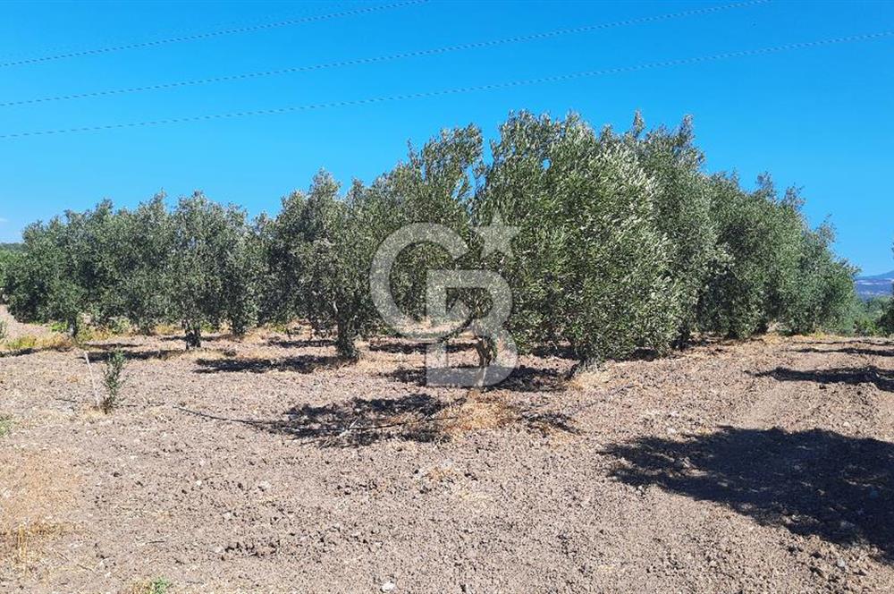 MANİSA AKHİSAR GÖKÇEAHMET'te 350+ ZEYTİN AĞAÇLI SATILIK TARLA