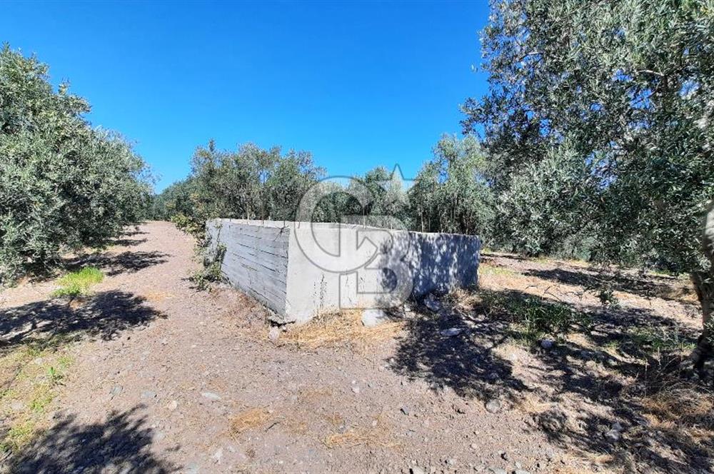 MANİSA AKHİSAR GÖKÇEAHMET'te 350+ ZEYTİN AĞAÇLI SATILIK TARLA