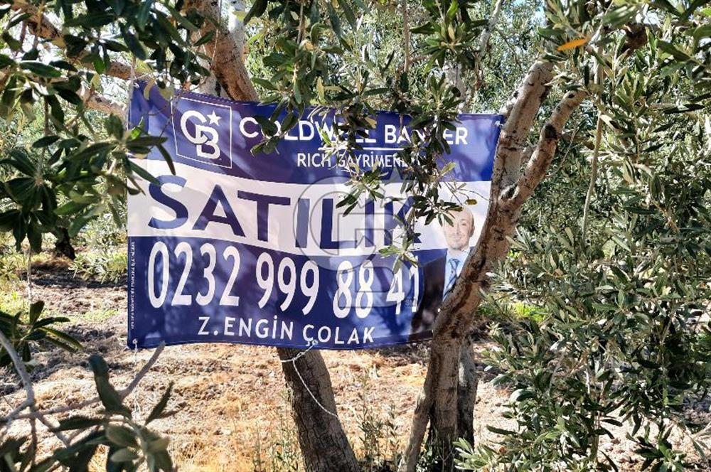 MANİSA AKHİSAR GÖKÇEAHMET'te 350+ ZEYTİN AĞAÇLI SATILIK TARLA