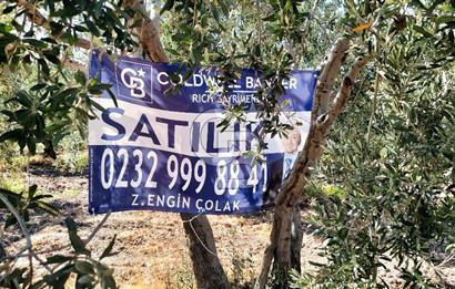 MANİSA AKHİSAR GÖKÇEAHMET'te 350+ ZEYTİN AĞAÇLI SATILIK TARLA