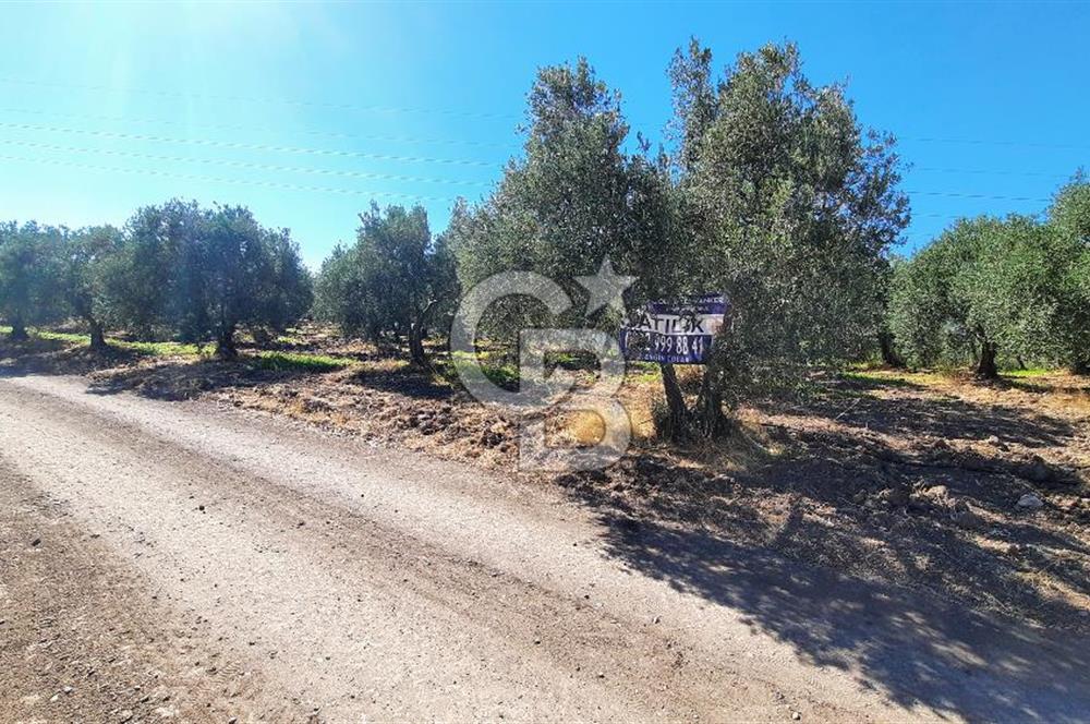 MANİSA AKHİSAR GÖKÇEAHMET'te 350+ ZEYTİN AĞAÇLI SATILIK TARLA