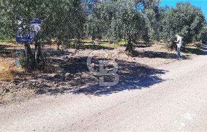 MANİSA AKHİSAR GÖKÇEAHMET'te 350+ ZEYTİN AĞAÇLI SATILIK TARLA