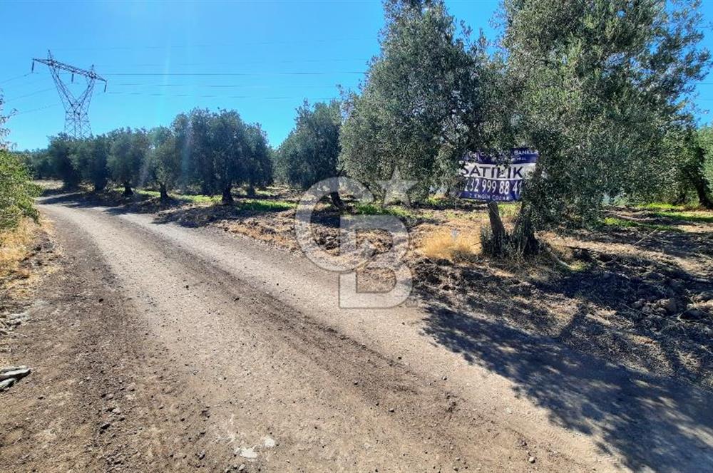 MANİSA AKHİSAR GÖKÇEAHMET'te 350+ ZEYTİN AĞAÇLI SATILIK TARLA