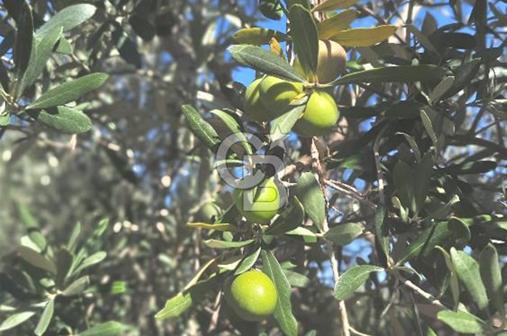 MANİSA AKHİSAR GÖKÇEAHMET'te 350+ ZEYTİN AĞAÇLI SATILIK TARLA