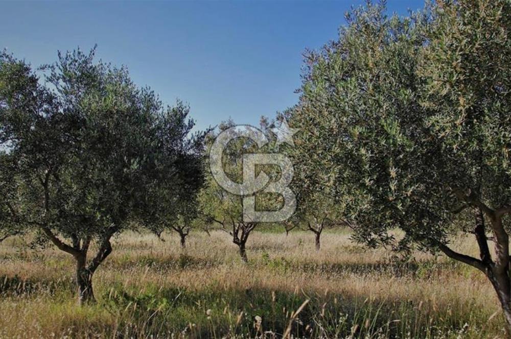 AYDIN SÖKE KAYGilli'DE 39.130.29 M2 VERİMLİ ZEYTİNLİK