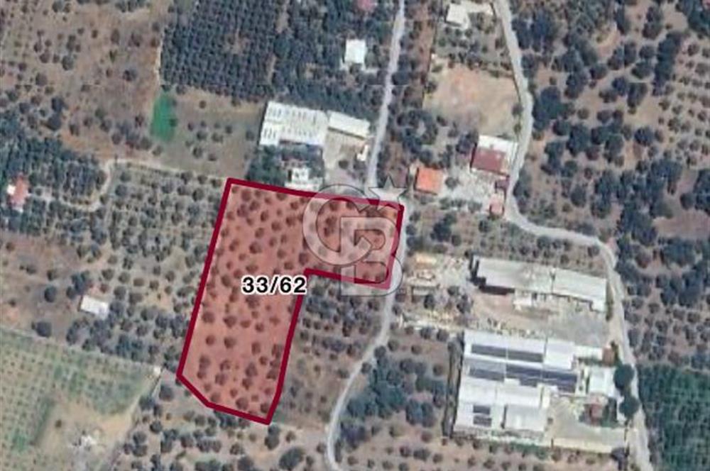 İZMİR KEMALPAŞA ARMUTLU ‘DA 7.636 M2 SATILIK ZEYTİNLİK 