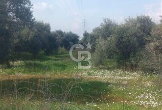 İZMİR KEMALPAŞA ARMUTLU ‘DA 7.636 M2 SATILIK ZEYTİNLİK 