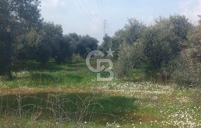 İZMİR KEMALPAŞA ARMUTLU ‘DA 7.636 M2 SATILIK ZEYTİNLİK 