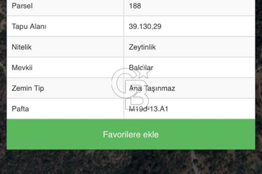 AYDIN SÖKE KİSİR'DE KÖYE ÇOK YAKIN 17.112 M2 VERİMLİ ZEYTİNLİK