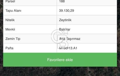 AYDIN SÖKE KİSİR'DE KÖYE ÇOK YAKIN 17.112 M2 VERİMLİ ZEYTİNLİK