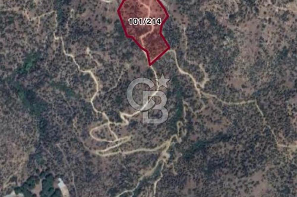 AYDIN SÖKE KİSİR'DE KÖYE ÇOK YAKIN 17.112 M2 VERİMLİ ZEYTİNLİK