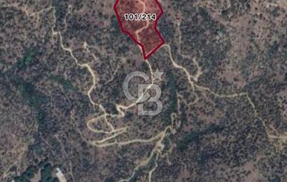 AYDIN SÖKE KİSİR'DE KÖYE ÇOK YAKIN 17.112 M2 VERİMLİ ZEYTİNLİK