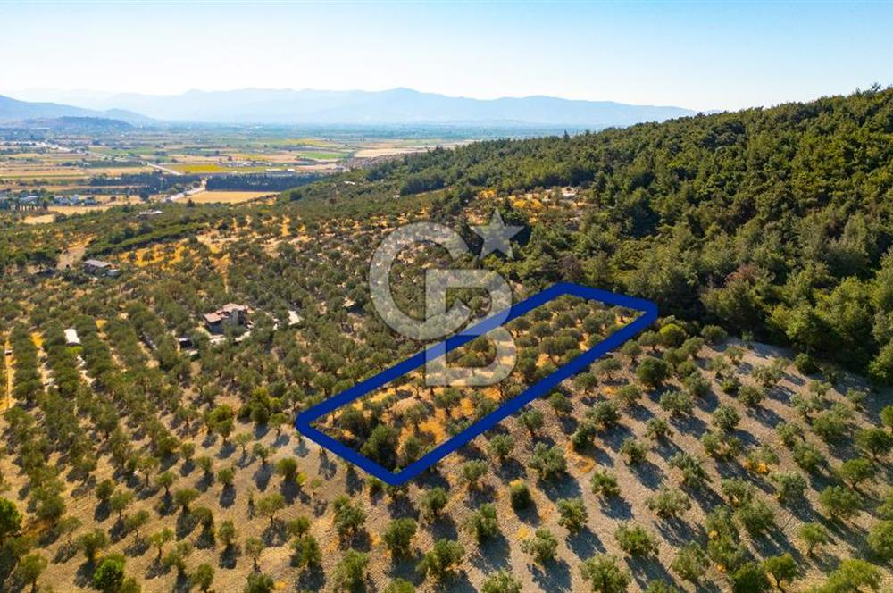 İzmir- Foça Karayolu Üzeri Satılık 2027 m2 Tarla