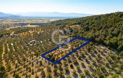 İzmir- Foça Karayolu Üzeri Satılık 2027 m2 Tarla