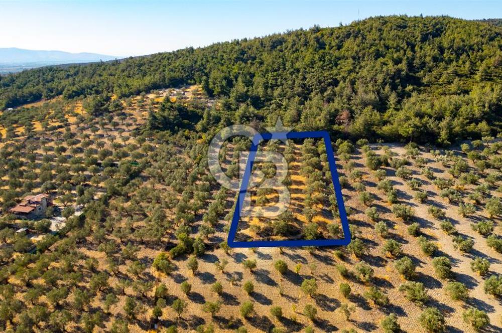 İzmir- Foça Karayolu Üzeri Satılık 2027 m2 Tarla