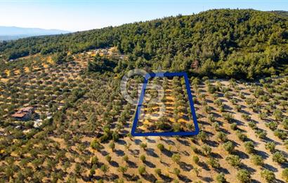 İzmir- Foça Karayolu Üzeri Satılık 2027 m2 Tarla