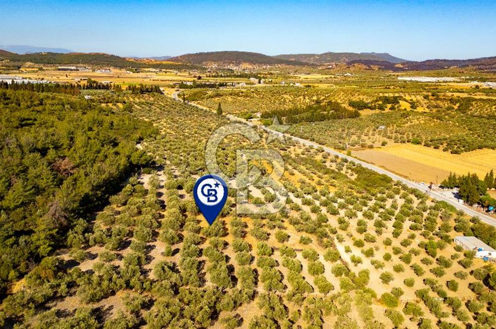 İzmir- Foça Karayolu Üzeri Satılık 2027 m2 Tarla