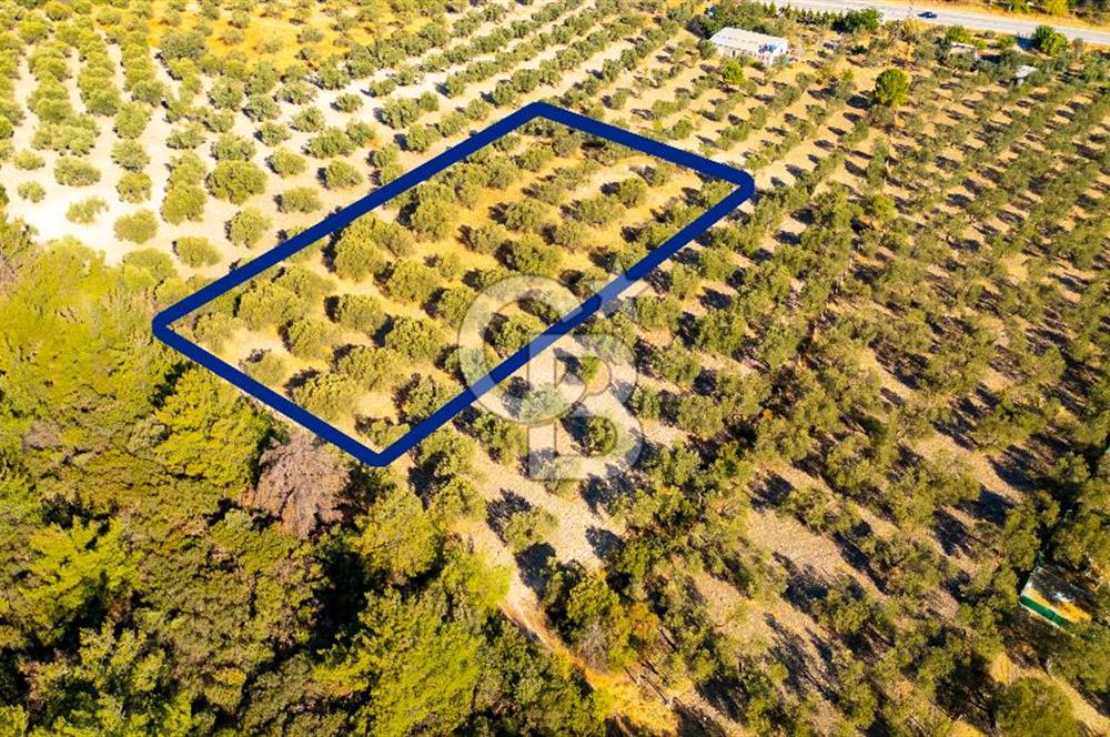 İzmir- Foça Karayolu Üzeri Satılık 2027 m2 Tarla