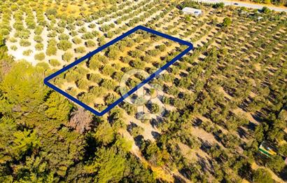İzmir- Foça Karayolu Üzeri Satılık 2027 m2 Tarla