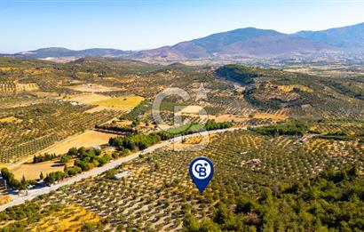 İzmir- Foça Karayolu Üzeri Satılık 2027 m2 Tarla