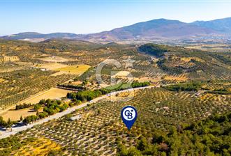 İzmir- Foça Karayolu Üzeri Satılık 2027 m2 Tarla