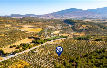 İzmir- Foça Karayolu Üzeri Satılık 2027 m2 Tarla