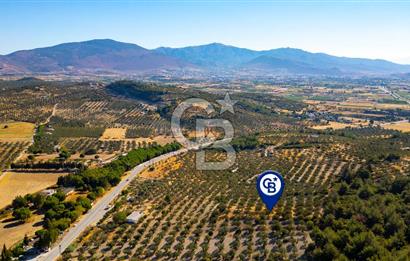 İzmir- Foça Karayolu Üzeri Satılık 2027 m2 Tarla