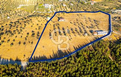 Foça Yeniköy'de Satılık 40 Dönüm Tarla