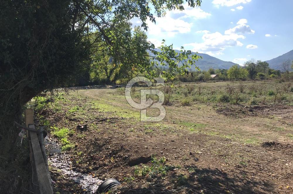 Düzce Gölyaka Aksu Satılık  Kelepir Fındık Bahçesi