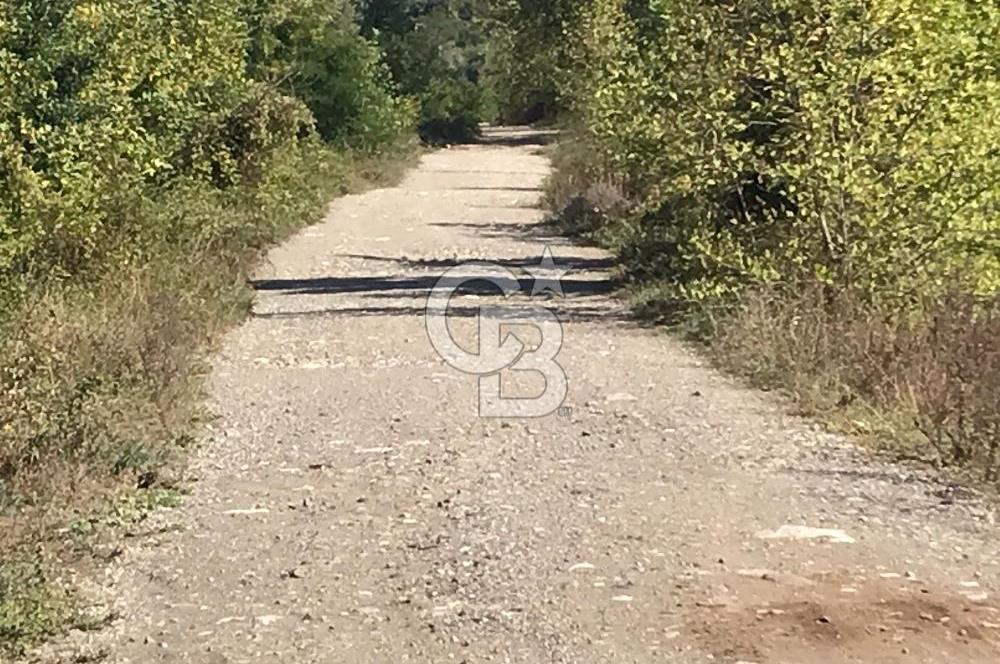 Düzce Gölyaka Aksu Satılık  Kelepir Fındık Bahçesi