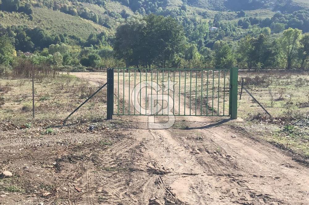 Düzce Gölyaka Aksu Satılık  Kelepir Fındık Bahçesi