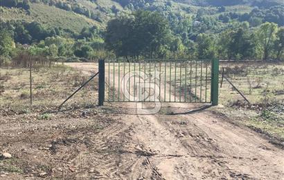 Düzce Gölyaka Aksu Satılık  Kelepir Fındık Bahçesi