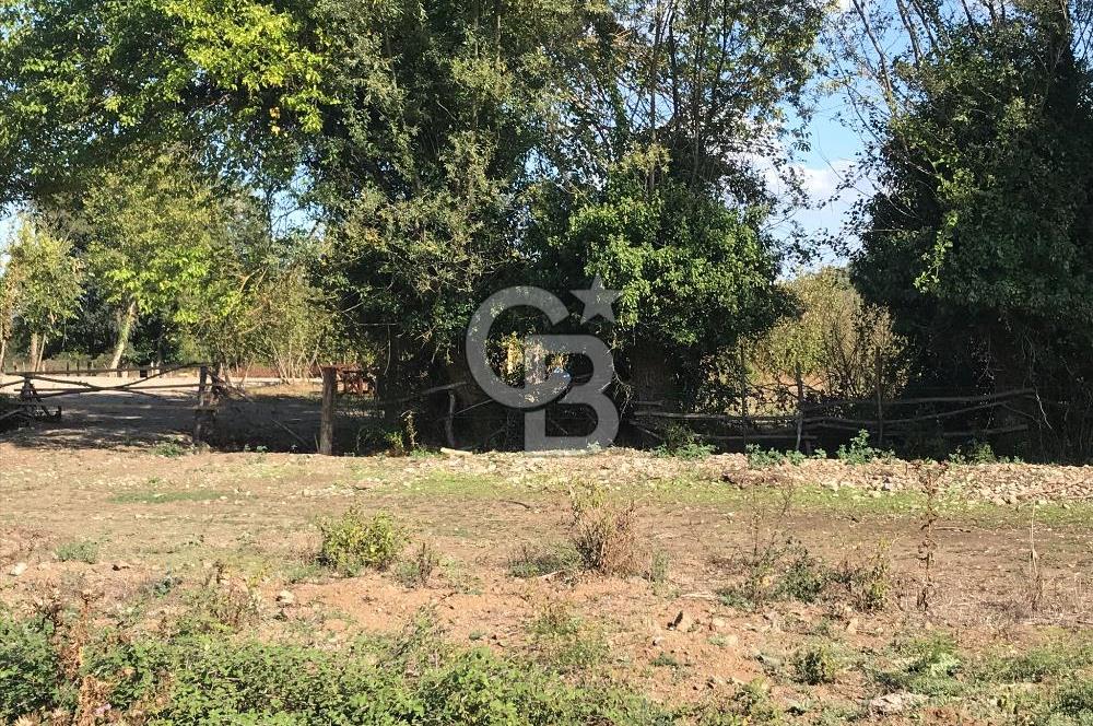 Düzce Gölyaka Aksu Satılık  Kelepir Fındık Bahçesi